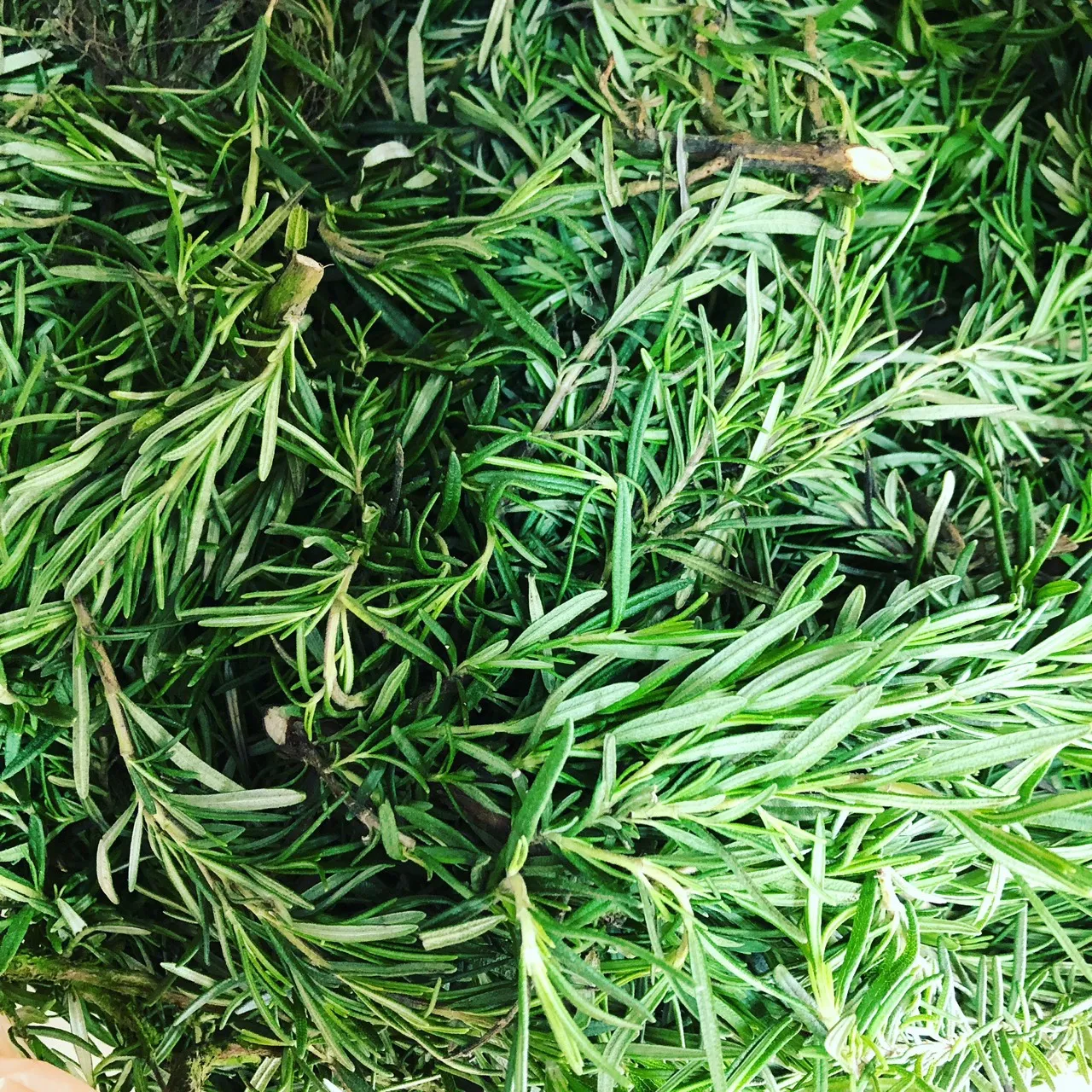迷迭香40g