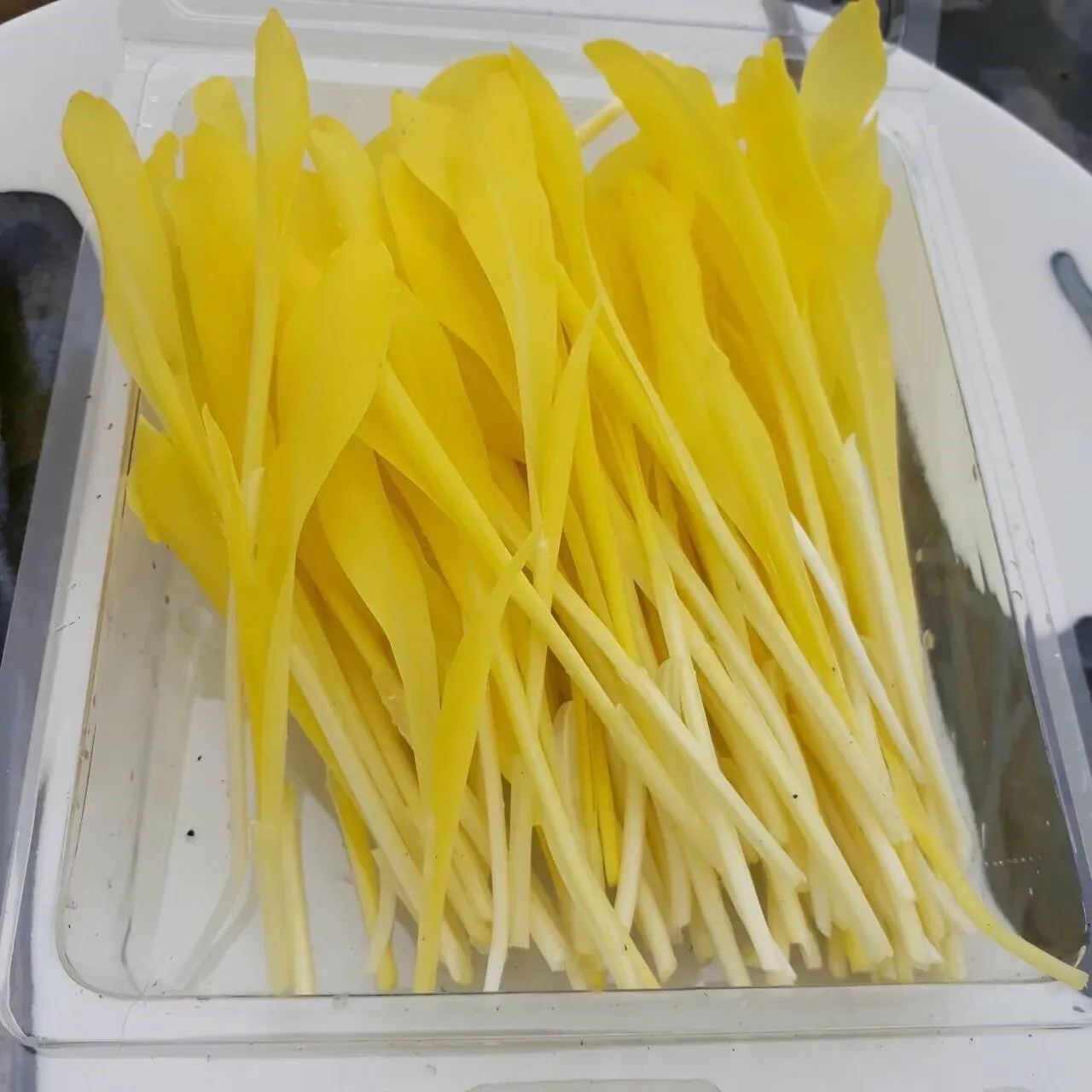 玉米苗100g