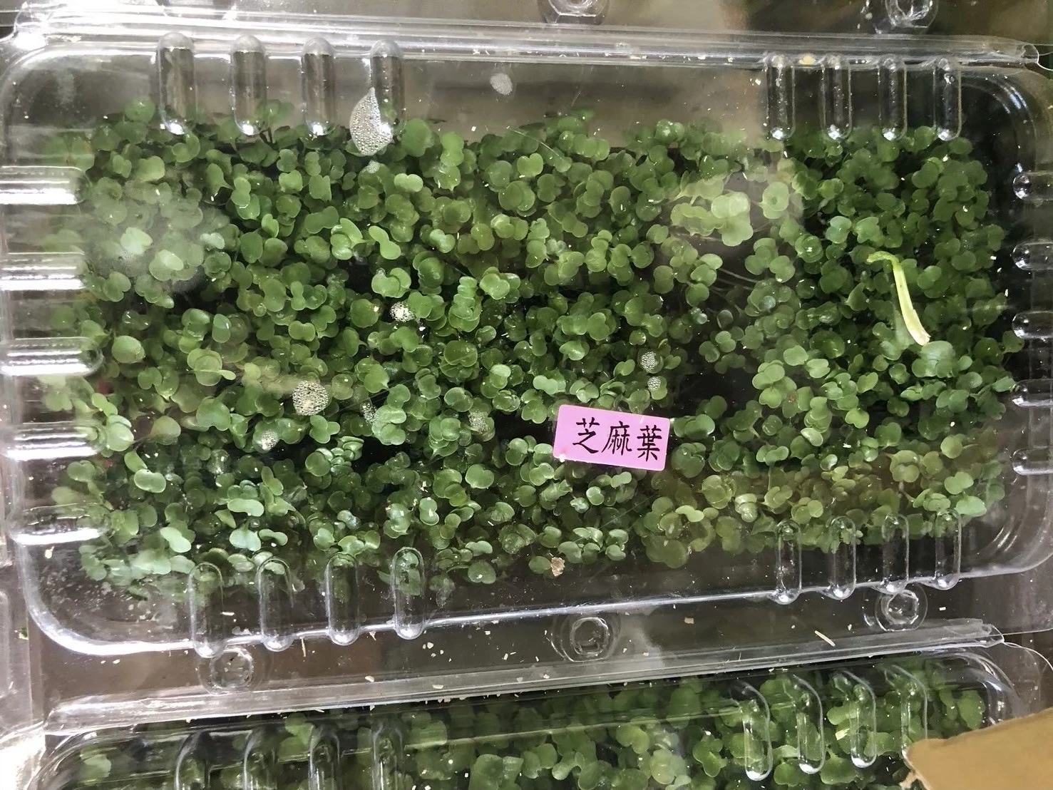 芝麻苗