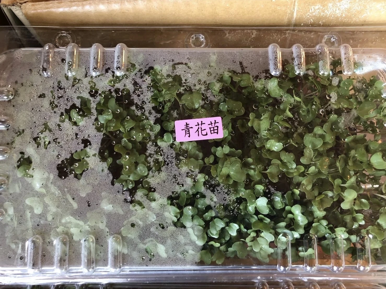 青花苗