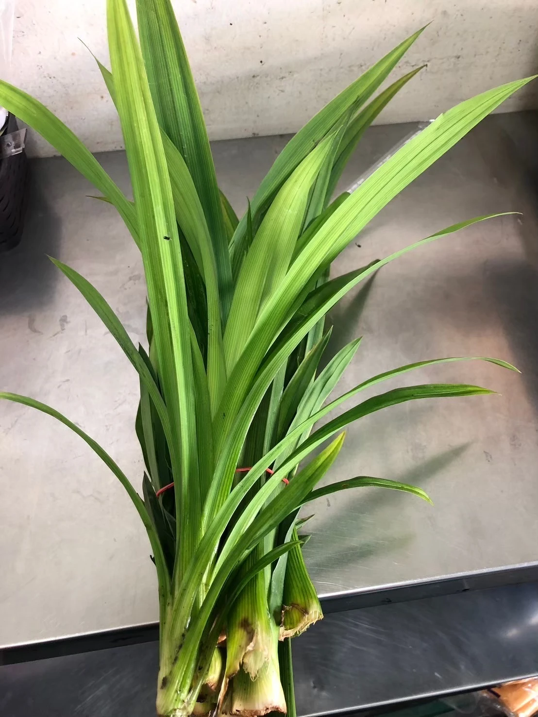 香蘭葉600克