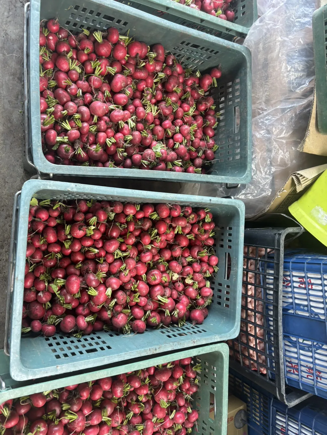 櫻桃蘿蔔300-310g