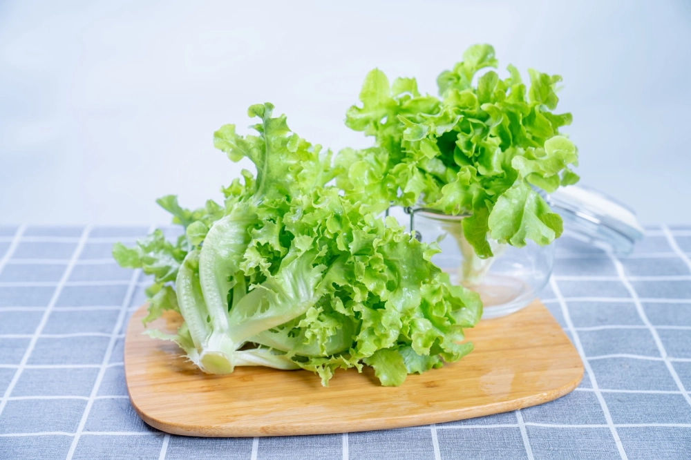 綠橡木600g