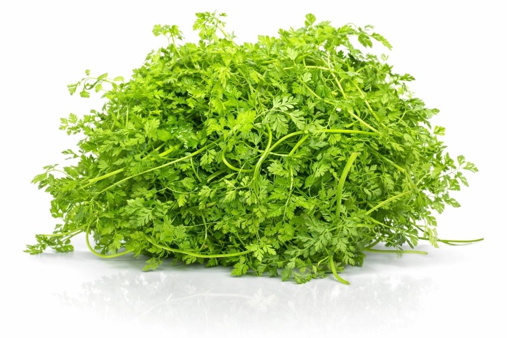 山蘿蔔葉100g