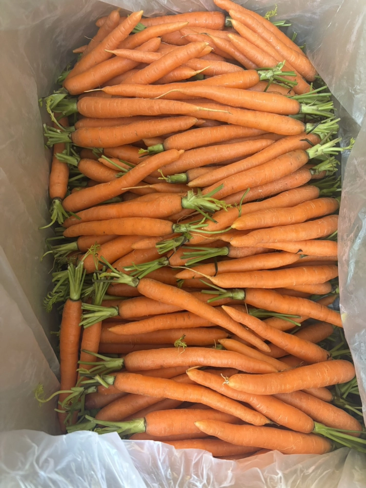 正澳洲三色迷你蘿蔔 橘黃紫 600g