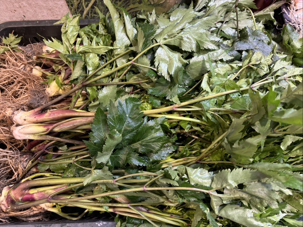 仁愛鄉山當歸600g-700g