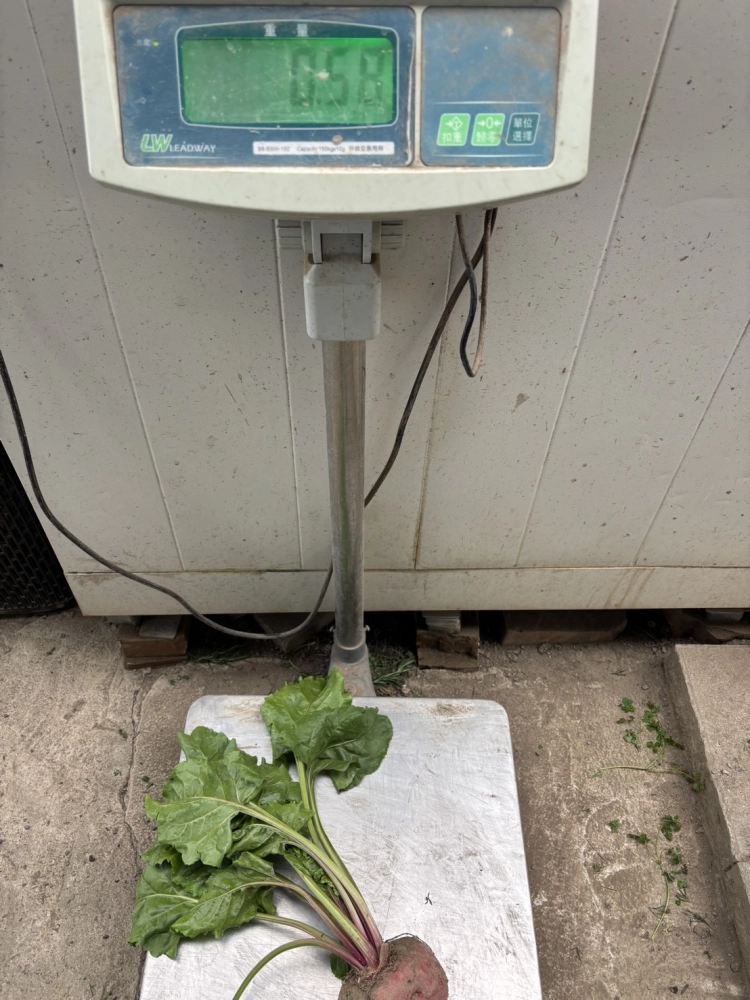 糖果甜菜根大顆(500-600g)