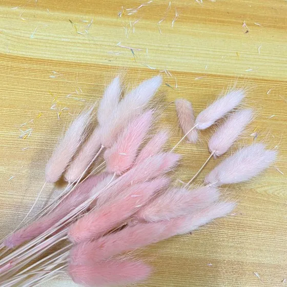 兔尾草