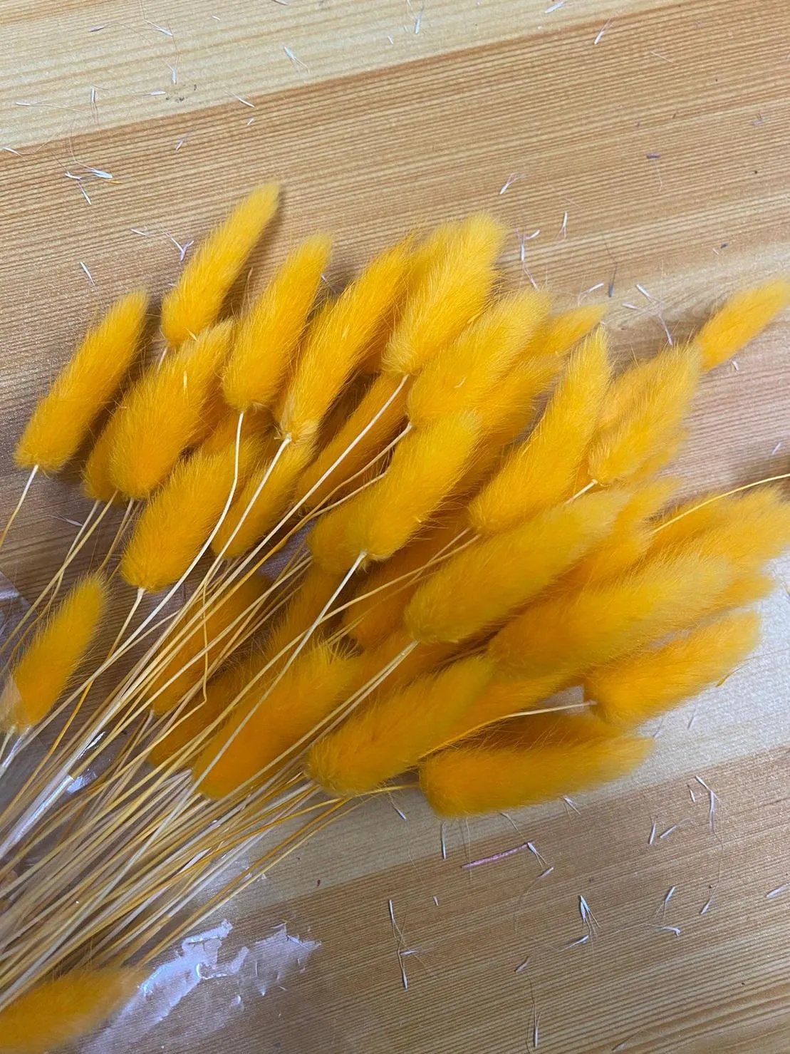 兔尾草