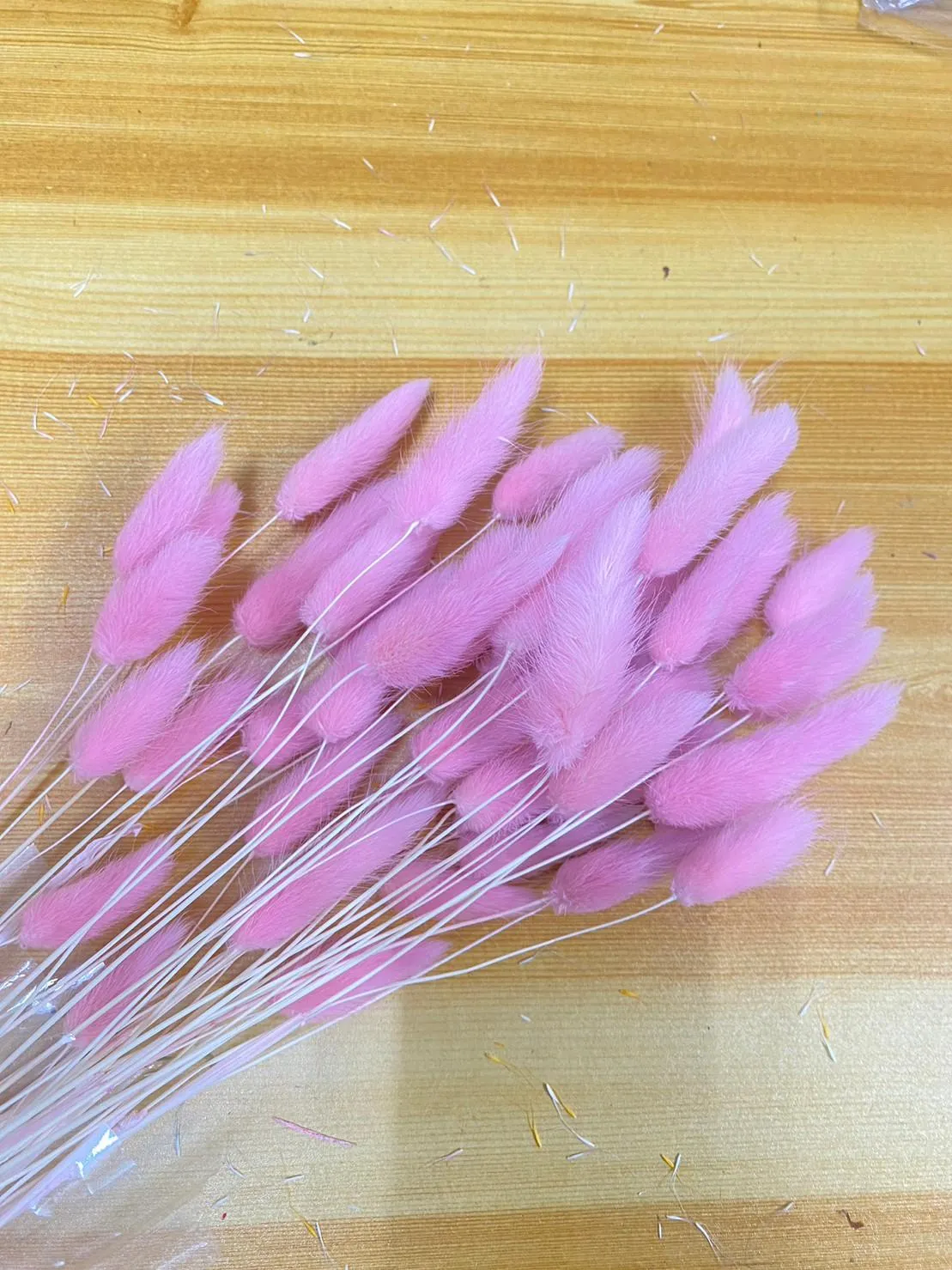 兔尾草