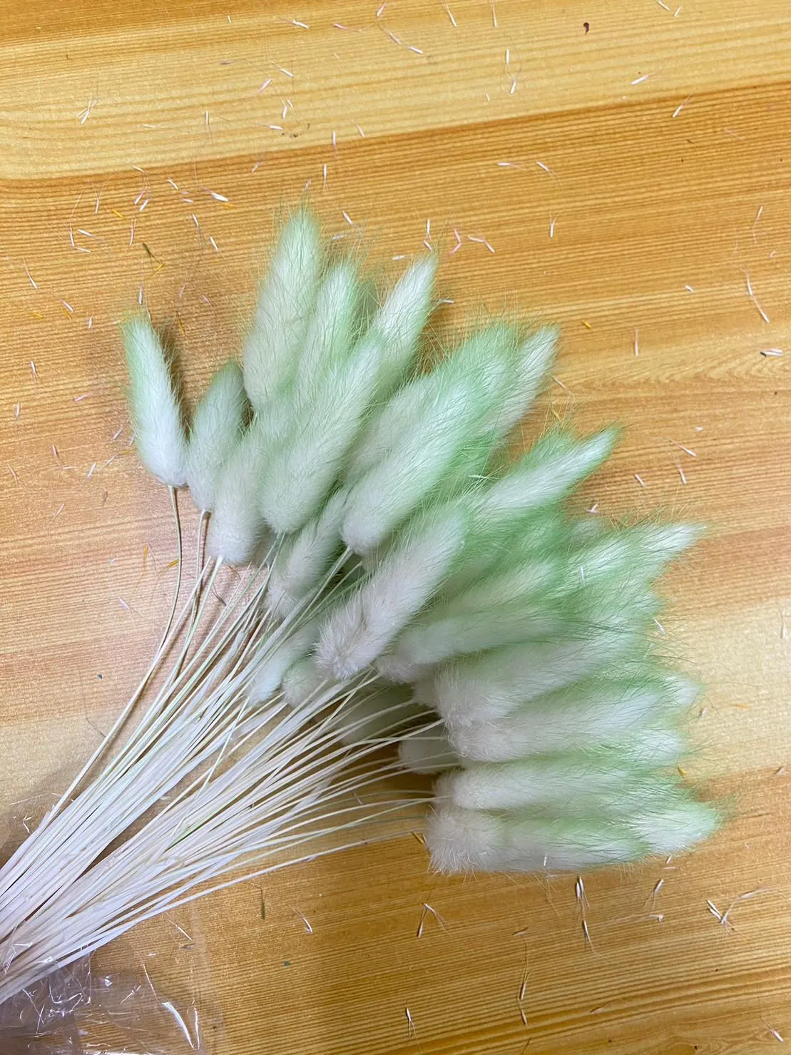 兔尾草