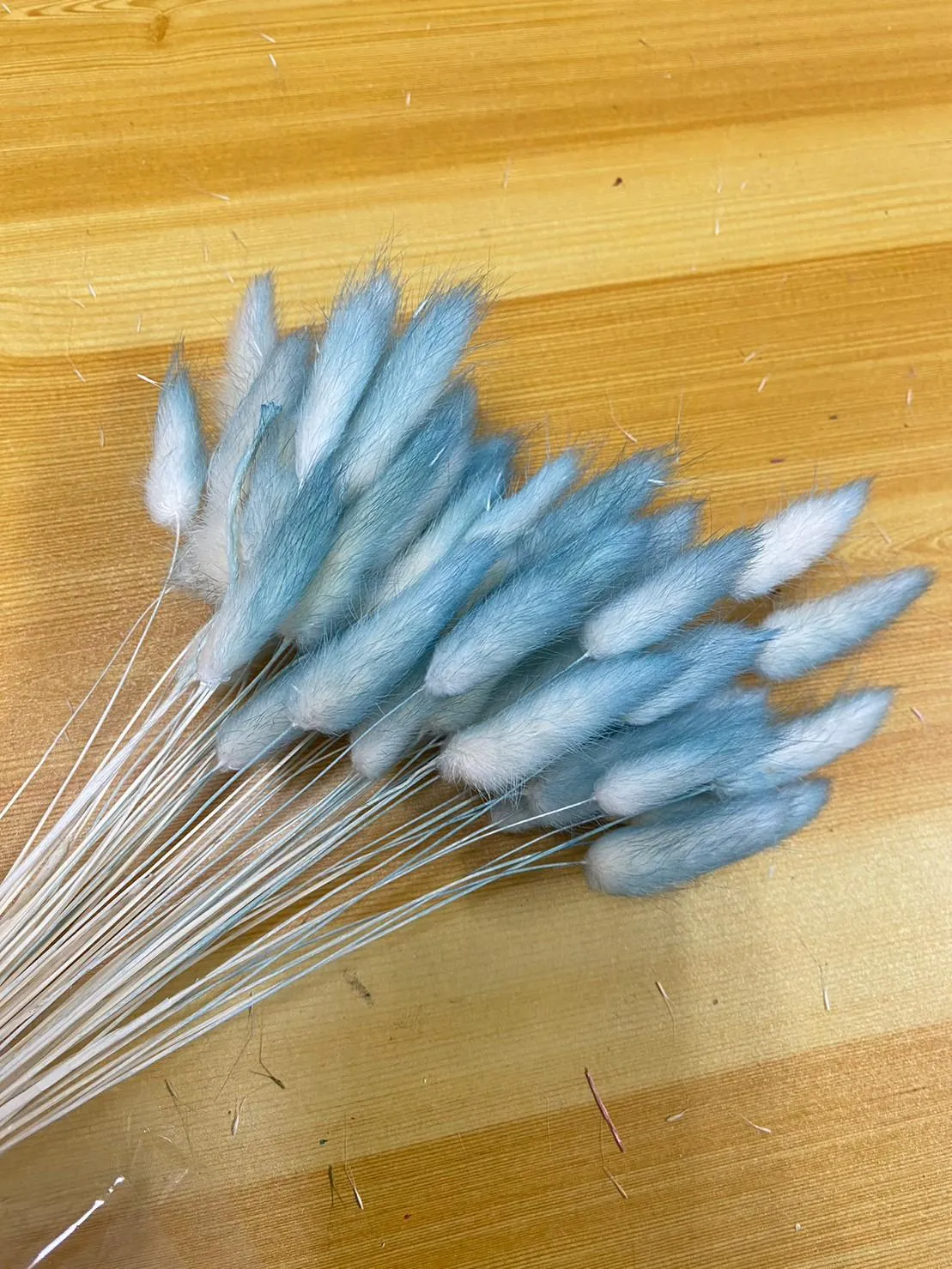 兔尾草