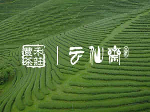 豐禾茶莊&云仙齋｜茶葉,茶行推薦,嘉義茶行推薦,水上鄉茶行推薦